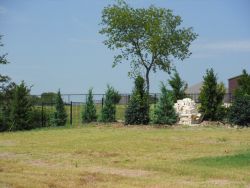 Privacy screen using a mixture of Eastern Red Cedar 'Brodie' . Eastern Red Cedar 'Burkii' and Nellie R Stevens Hollies.