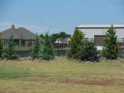 Privacy screen using a mixture of Eastern Red Cedar 'Brodie' . Eastern Red Cedar 'Burkii' and Nellie R Stevens Hollies.