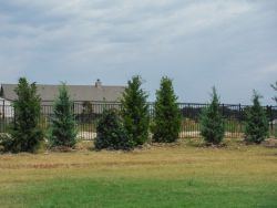 Privacy screen using a mixture of Eastern Red Cedar 'Brodie' . Eastern Red Cedar 'Burkii' and Nellie R Stevens Hollies.