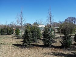 Privacy screen using a mixture of cedars and hollies. Maple trees were added in for variety but are not evergreen.