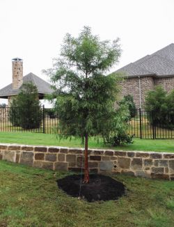 Beautiful Bald Cypress planted by Treeland Nursery.