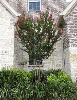 Centennial Crape Myrtle installed by Treeland Nursery.