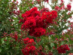 Red Rocket Crape Myrtle flower detail. Photographed by Treeland Nursery.