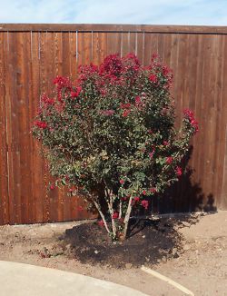 Dynamite Crape Myrtle installed along a fence by Treeland Nursery.