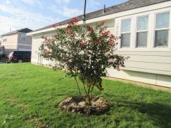 Dynamite Crape Myrtle installed by Treeland Nursery.