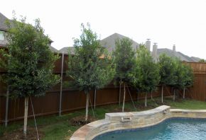 Tree Form Eagleston Holly trees planted in a narrow space between a pool and fence to form a privacy screen. Plantings by Treeland Nursery