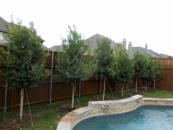 Tree Form Eagleston Holly trees planted in a narrow space between a pool and fence to form a privacy screen. Plantings by Treeland Nursery