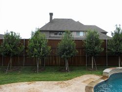 Eagleston Hollies planted between a fence and pool by Treeland Nursery.