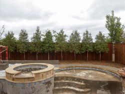 Eagleston Holly trees tightly planted between a fence and pool by Treeland Nursery.