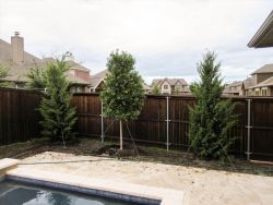 Eagleston Holly and Eastern Red Cedar Brodies planted near a pool by Treeland Nursery.