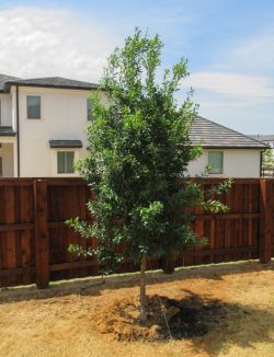 Eagleston Holly installed by Treeland Nursery.