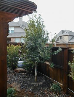 Evergreen Eagleston Holly planted in small backyard by Treeland Nursery.