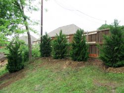 Evergreen Eastern Red Cedars planted by Treeland Nursery.