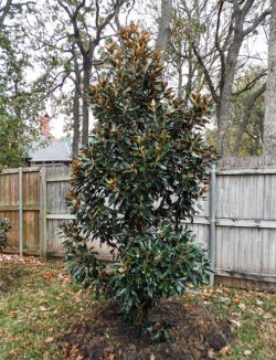 Evergreen Little Gem Magnolia planted by Treeland Nursery.