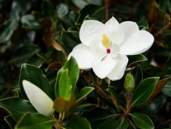 Evergreen Little Gem Magnolia with multiple budding flowers. Photographed at our tree farm by Treeland Nursery.