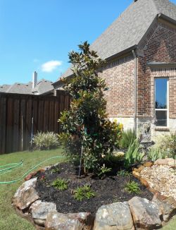 Magnolia planted in flowerbed by Treeland Nursery.