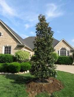 Little Gem Magnolia planted by Treeland Nursery.