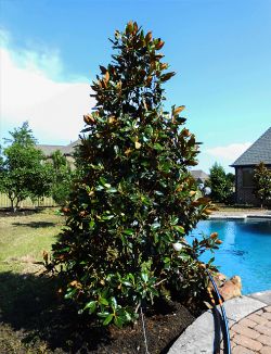 Large Little Gem Magnolia planted alongside a pool by Treeland Nursery.