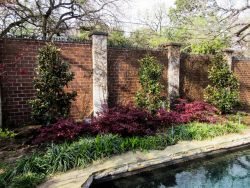 Little Gem Magnolias planted along a fence and pool by Treeland Nursery.