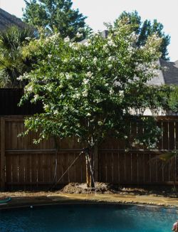 Natchez crape myrtle with beautiful white blooms in the backyard. Planted by Treeland Nursery.