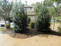 Nellie R. Stevens hollies planted in a small flowerbed by Treeland Nursery.