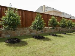 Eagleston Hollies planted for privacy screening by Treeland Nursery.
