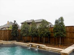 Teddy Bear Magnolia and a row of Eagleston Holly trees planted along a pool and fence. Installed and planted by Treeland Nursery.