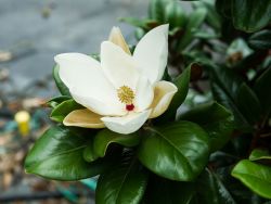 Evergreen Teddy Bear Magnolia flower detail. Photographed by Treeland Nursery. Evergreen trees that produces flowers in Dallas, Texas.