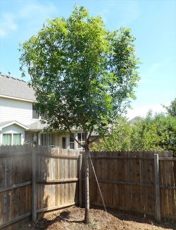 Chinese Pistachio planted in a backyard by Treeland Nursery.