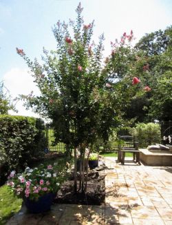 Tuscarora Crape Myrtle planted by Treeland Nursery.