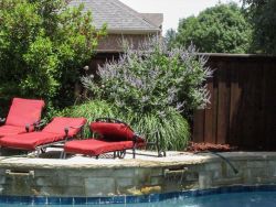 Blooming Vitex tree planted by a pool by Treeland Nursery.