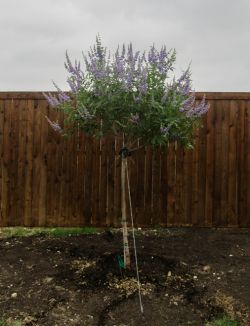 Tree form Vitex 'Shoal Creek' installed by Treeland Nursery.