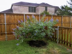 Vitex Shoal Creek planted in a backyard to provide a screen by Treeland Nursery.