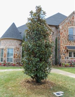 Beautiful Little Gem Magnolia planted by Treeland Nursery.