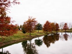 Bald Cypress Trees in the Fall at Treeland Nursery