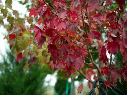 Brandywine Maple leaves in the Fall at Treeland Nursery.