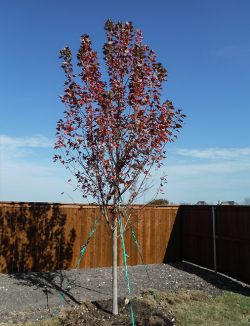 Brandywine Maple tree planted at the end of Fall by Treeland Nursery.