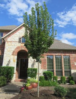 Brandywine Maple tree planted in a frontyard by Treeland Nursery.