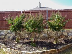 Centennial Crape Myrtle planted in a backyard flowerbed.