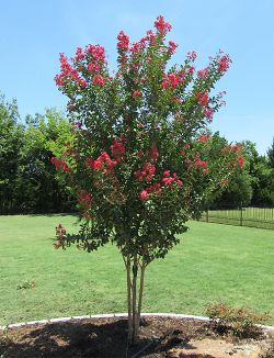 Centennial Crape Myrtle planted in a backyard flowerbed.