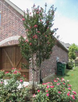 Centennial Crape Myrtle with magenta flowers.