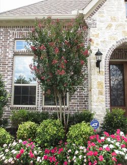 Centennial Crape Myrtle with magenta flowers.