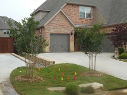 Centennial Crape Myrtle planted between driveways.