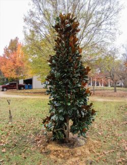 Evergreen DD Blanchard Magnolia planted by Treeland Nursery.