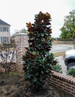 Evergreen DD Blanchard Magnolia planted by Treeland Nursery.