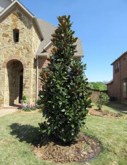 DD Blanchard Magnolia planted in a frontyard.