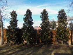 DD Blanchard Magnolia planted by Treeland Nursery.