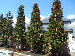 Evergreen DD Blanchard Magnolia planted by Treeland Nursery.