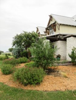 Delta Blues Vitex planted in a flowerbed by Treeland Nursery.