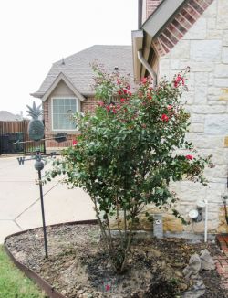 Stunning Red Rocket Crape Myrtle planted by Treeland Nursery.